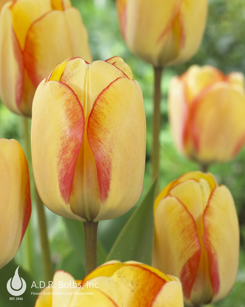 Tulipa Darwin Hybrid 'Beauty of Spring' Tulip from ADR Bulbs