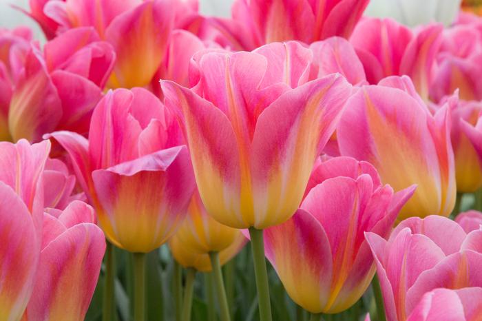 Wholesale Tulipa Triumph 'Tom Pouce' - Tulip | A.D.R. Bulbs