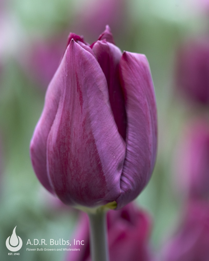 Wholesale Tulipa Single Late 'Purple Lady' - Tulip | A.D.R. Bulbs