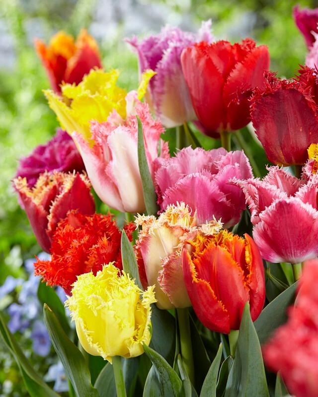Wholesale Tulipa Fringed 'Fringed Mixture' - Tulip | A.D.R. Bulbs
