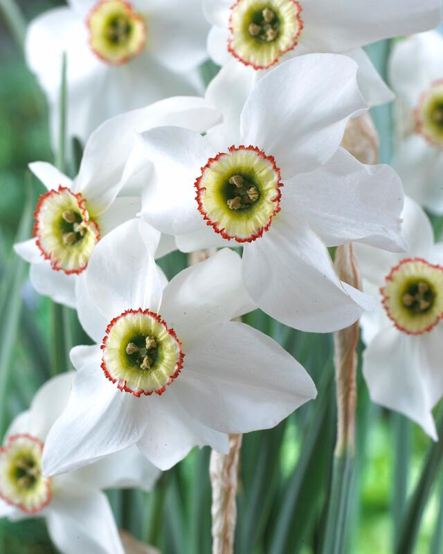 Wholesale Narcissi Small Cupped 'Poeticus Recurvus' - Daffodil | A.D.R. Bulbs