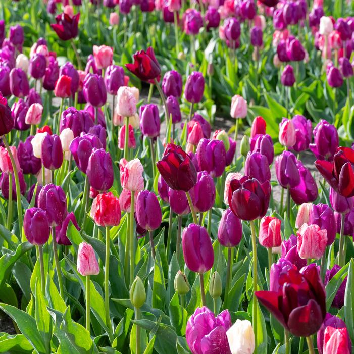 Wholesale Tulipa Triumph 'Changing Colors Mixture' - Tulip | A.D.R. Bulbs