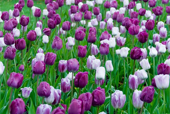 Wholesale Tulipa Triumph 'Flaming Purple Mixture' - Tulip | A.D.R. Bulbs