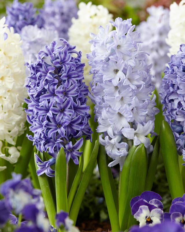 Wholesale Hyacinthus Orientalis 'Mixture The Blues' - Hyacinth | A.D.R. Bulbs