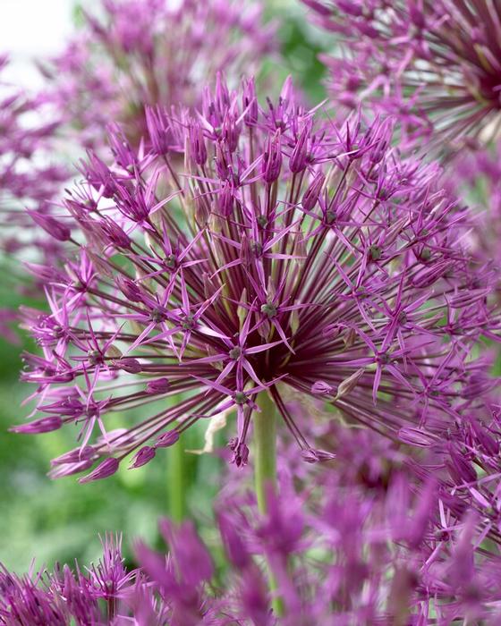 Wholesale Allium Tall 'Purple Rain' - Ornamental Onion | A.D.R. Bulbs