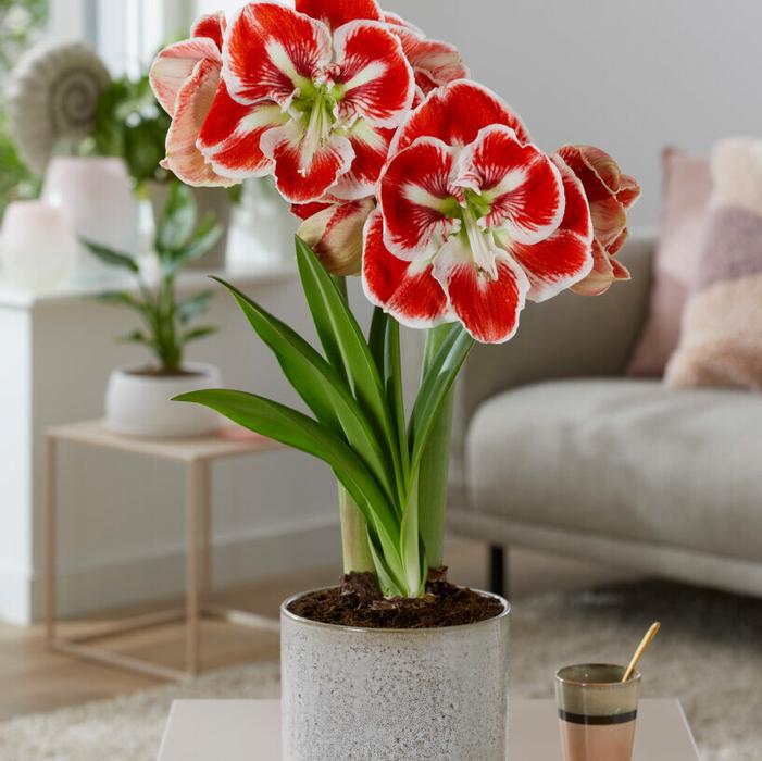 Wholesale Amaryllis Dutch 'Samba' - Amaryllis | A.D.R. Bulbs
