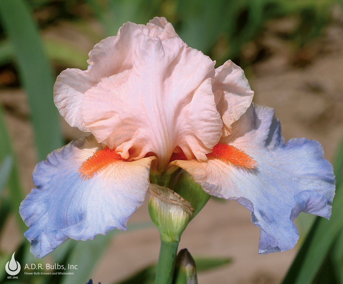 Wholesale Iris Germanica 'French Cancan' - Bearded Iris | A.D.R. Bulbs