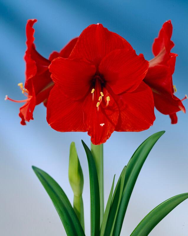 Wholesale Amaryllis Peruvian 'Olaf' - Amaryllis | A.D.R. Bulbs