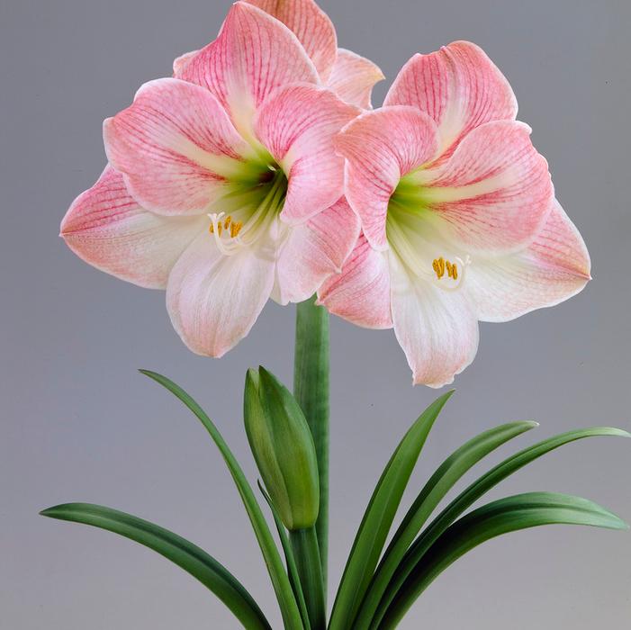Wholesale Amaryllis Dutch 'Apple Blossom' - Amaryllis | A.D.R. Bulbs