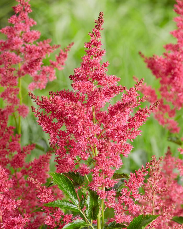 Wholesale Astilbe Younique 'Ruby Red' (Ships in Spring) - Astilbe | A.D.R. Bulbs