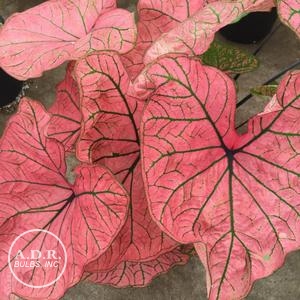 Caladium fancy leaf 'Spring Fling' (Ships in Spring) Caladium from ADR ...