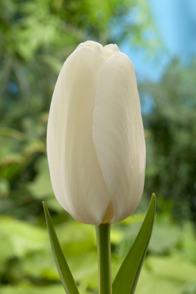 Wholesale Tulipa Single Late 'Catherina' - Tulip | A.D.R. Bulbs