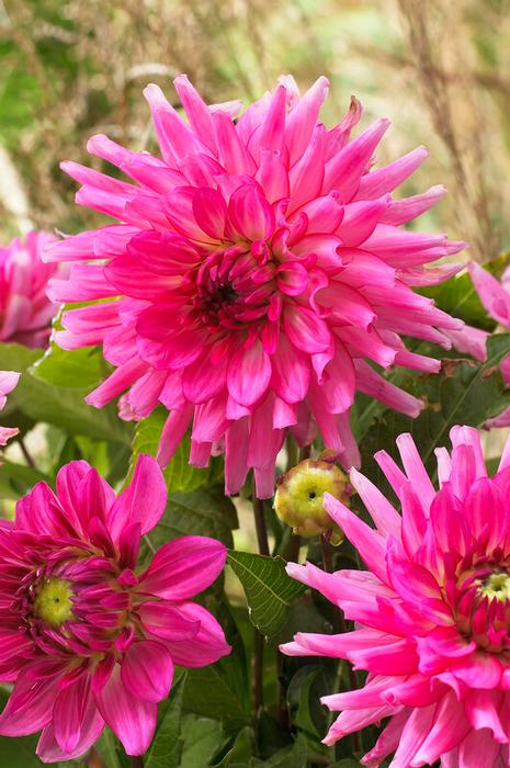 Wholesale Dahlia Melody 'Lizza' (Ships in Spring) - Dahlia | A.D.R. Bulbs