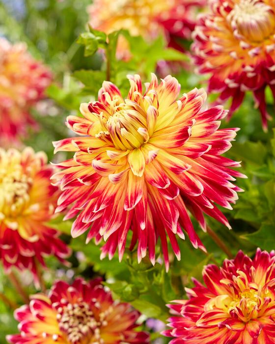 Wholesale Dahlia Dinnerplate 'Akita' (Ships in Spring) - Dahlia | A.D.R. Bulbs