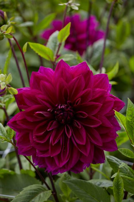 Wholesale Dahlia Dinnerplate 'Thomas A. Edison' (Ships in Spring) - Dahlia | A.D.R. Bulbs