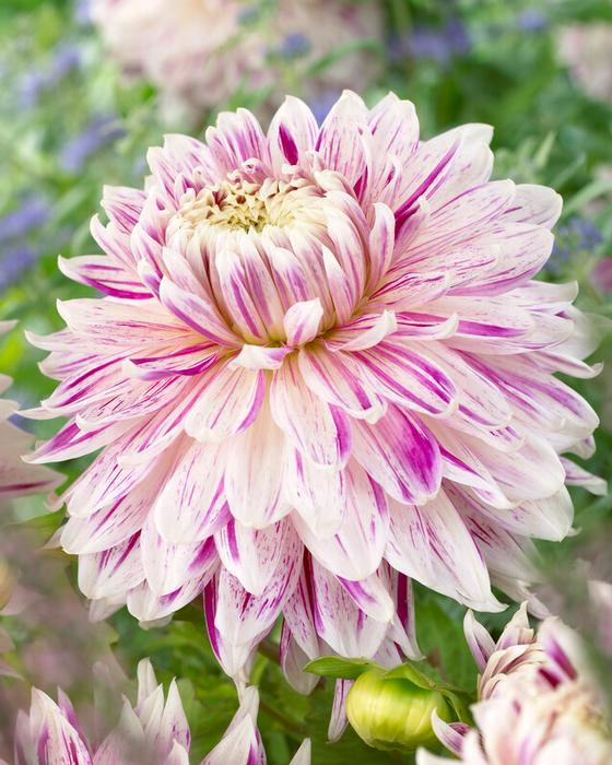 Wholesale Dahlia Dinnerplate 'Avignon' (Ships in Spring) - Dahlia | A.D.R. Bulbs