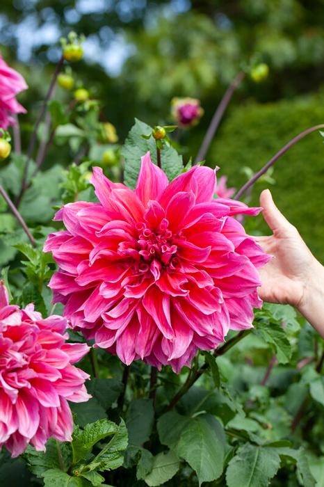 Wholesale Dahlia Dinnerplate 'Emory Paul' (Ships in Spring) - Dahlia | A.D.R. Bulbs