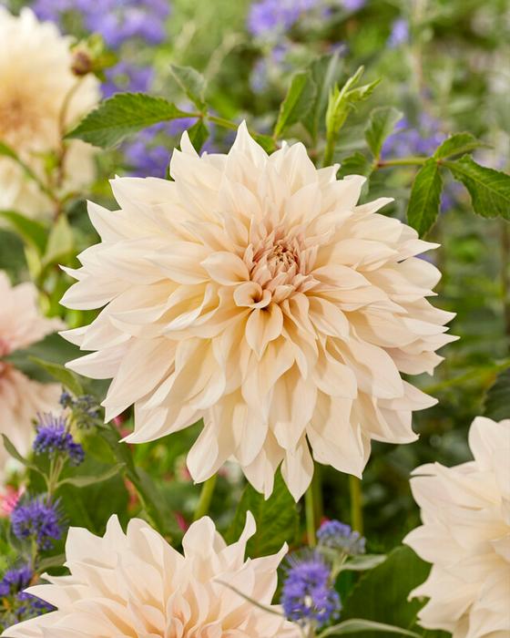 Wholesale Dahlia Dinnerplate 'Cafe au Lait' (Ships in Spring) - Dahlia | A.D.R. Bulbs