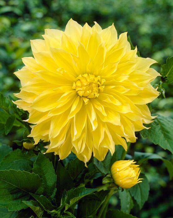 Wholesale Dahlia Dinnerplate 'Kelvin Floodlight' (Ships in Spring) - Dahlia | A.D.R. Bulbs