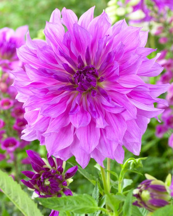 Wholesale Dahlia Dinnerplate 'Lavender Ruffles' (Ships in Spring) - Dahlia | A.D.R. Bulbs