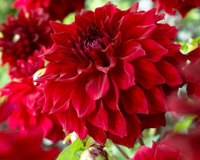 Wholesale Dahlia Dinnerplate 'Mingus Alex' (Ships in Spring) - Dahlia | A.D.R. Bulbs