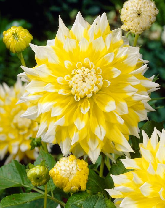 Wholesale Dahlia Dinnerplate 'Grand Prix' (Ships in Spring) - Dahlia | A.D.R. Bulbs