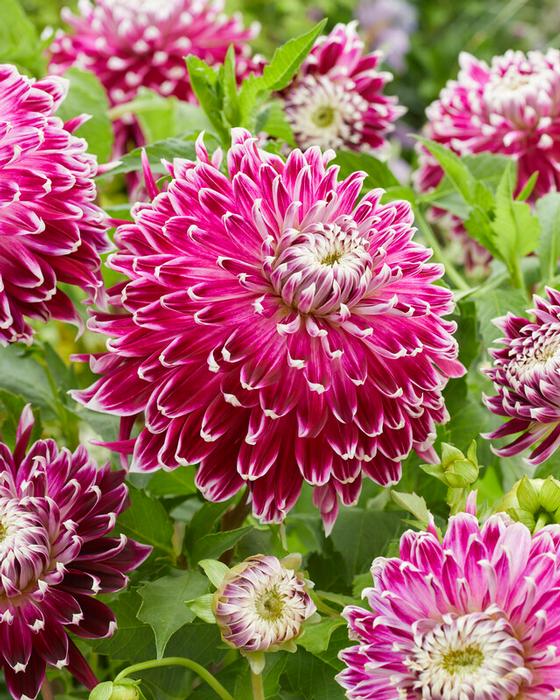 Wholesale Dahlia Dinnerplate 'Vancouver' (Ships in Spring) - Dahlia | A.D.R. Bulbs