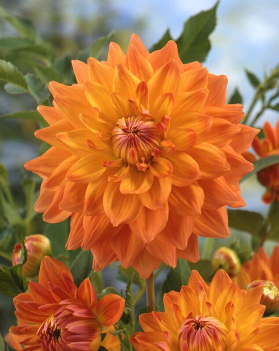 Wholesale Dahlia Dinnerplate 'Ace Summer Sunset' (Ships in Spring) - Dahlia | A.D.R. Bulbs