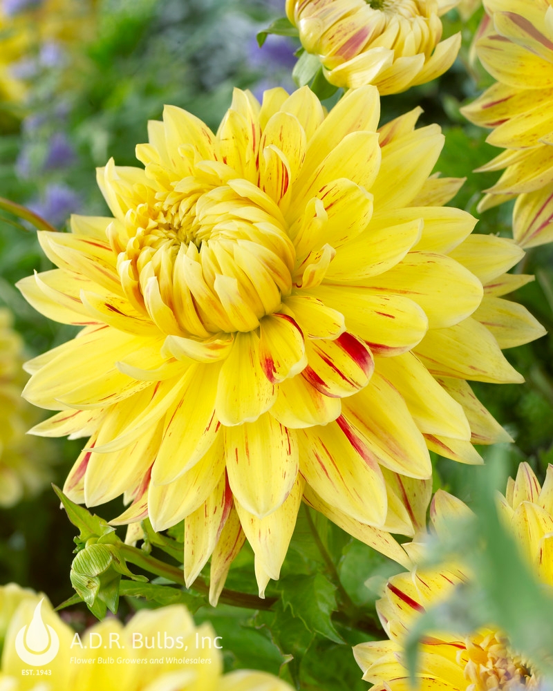 Wholesale Dahlia Dinnerplate 'Cambridge' (Ships in Spring) - Dahlia | A.D.R. Bulbs