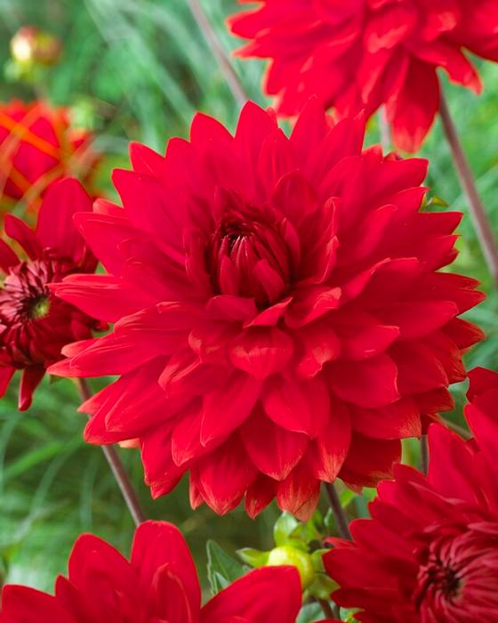 Wholesale Dahlia Decorative 'Garden Wonder' (Ships in Spring) - Dahlia | A.D.R. Bulbs