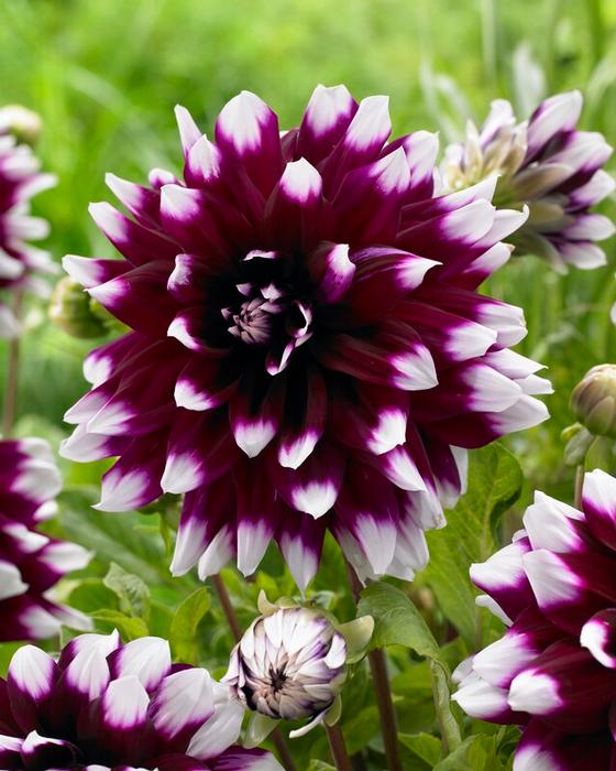 Wholesale Dahlia Decorative 'Mystery Day' (Ships in Spring) - Dahlia | A.D.R. Bulbs