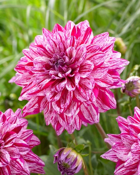 Wholesale Dahlia Decorative 'Santander' (Ships in Spring) - Dahlia | A.D.R. Bulbs