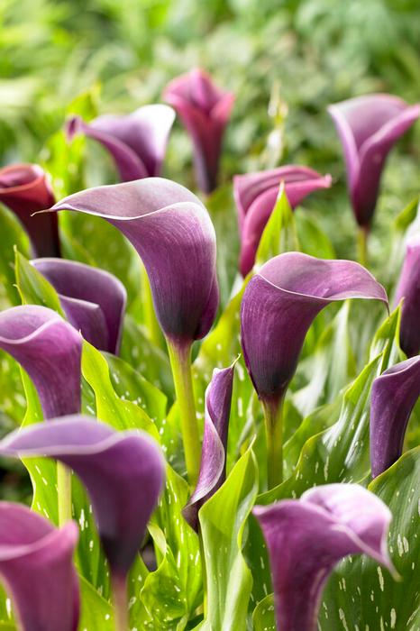 Wholesale Zantedeschia Anneke' (Ships in Spring) - Calla | A.D.R. Bulbs