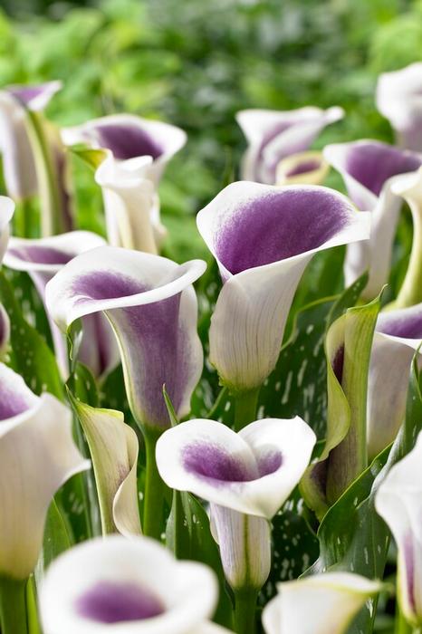 Wholesale Zantedeschia Picasso' (Ships in Spring) - Calla | A.D.R. Bulbs