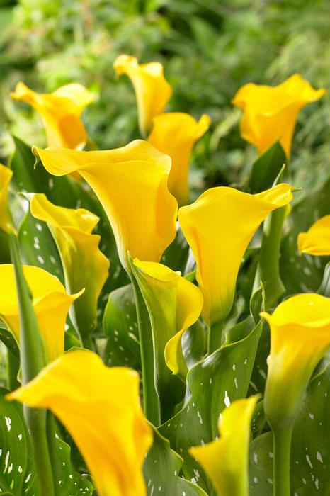 Wholesale Zantedeschia Florex Gold' (Ships in Spring) - Calla | A.D.R. Bulbs