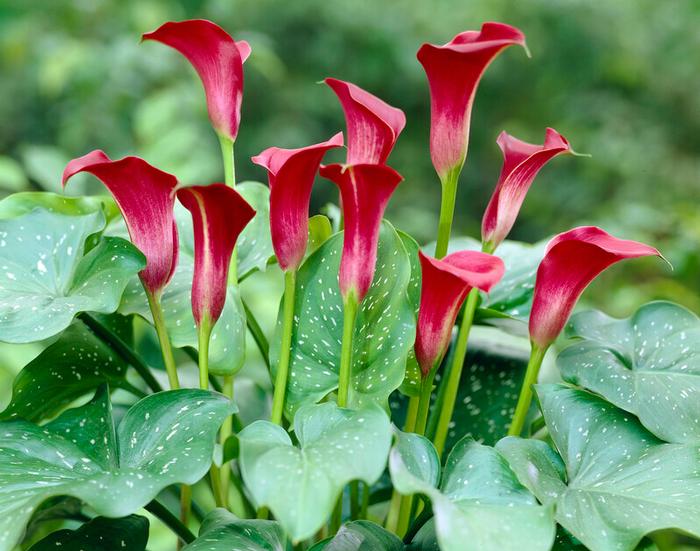 Wholesale Zantedeschia Majestic Red' (Ships in Spring) - Calla | A.D.R. Bulbs