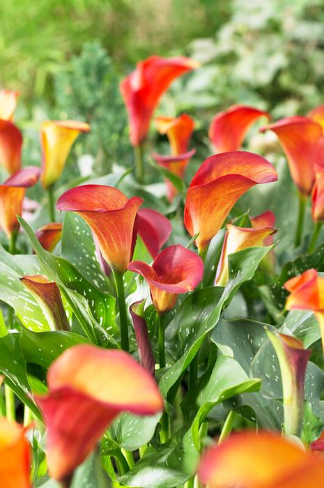 Wholesale Zantedeschia Flame' (Ships in Spring) - Calla | A.D.R. Bulbs