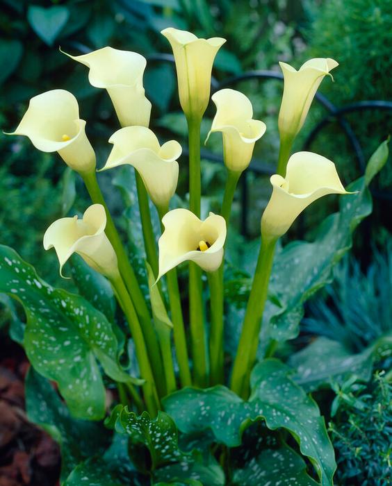 Wholesale Zantedeschia Black Eyed Beauty' (Ships in Spring) - Calla | A.D.R. Bulbs
