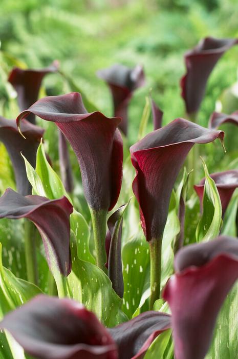 Wholesale Zantedeschia Schwarzwalder' (Ships in Spring) - Calla | A.D.R. Bulbs