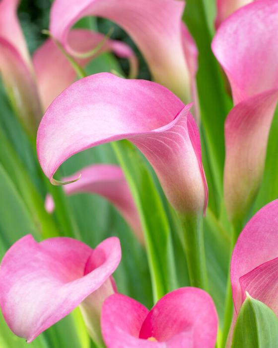 Wholesale Zantedeschia Rehmanni' (Ships in Spring) - Calla | A.D.R. Bulbs