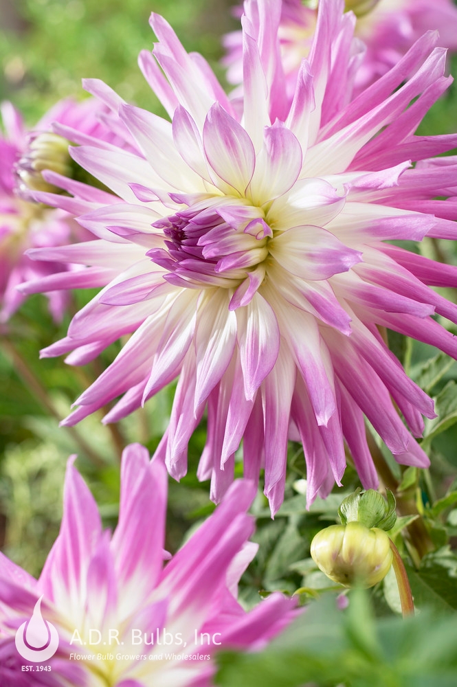 Wholesale Dahlia Cactus 'Mingus Randy' (Ships in Spring) - Dahlia | A.D.R. Bulbs