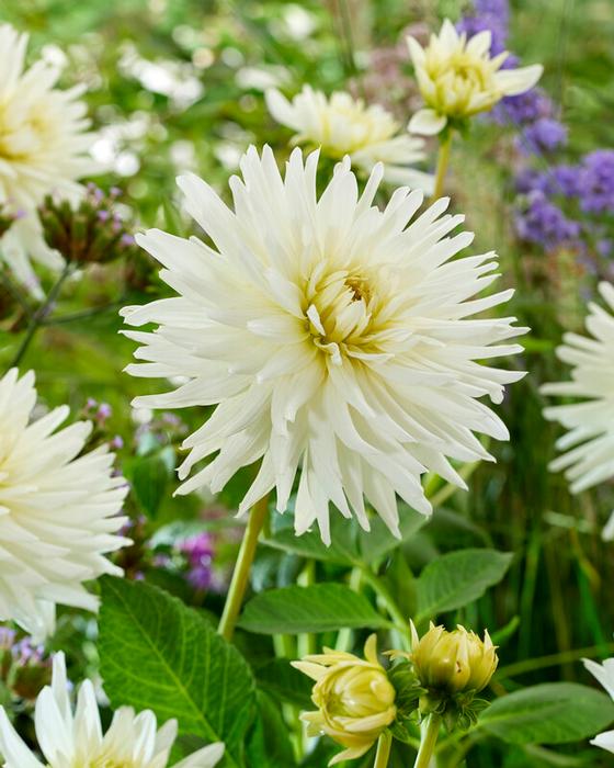 Wholesale Dahlia Cactus 'My Love' (Ships in Spring) - Dahlia | A.D.R. Bulbs