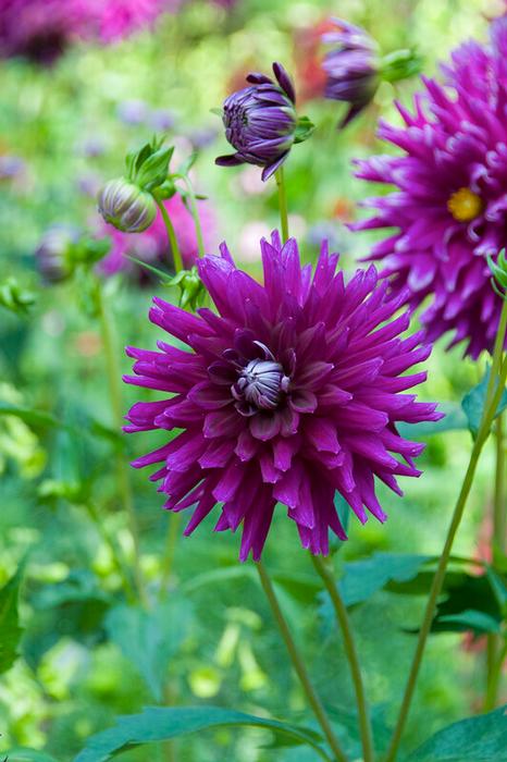 Wholesale Dahlia Cactus 'Purple Gem' (Ships in Spring) - Dahlia | A.D.R. Bulbs