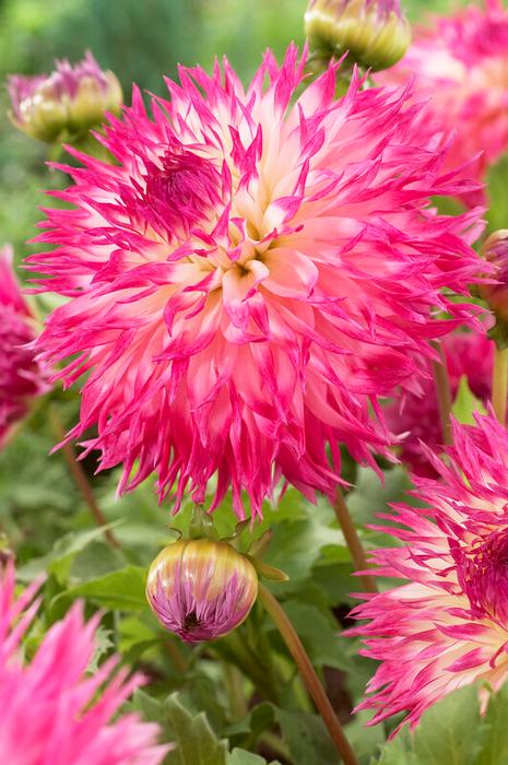 Wholesale Dahlia Cactus 'Pineland's Princess' (Ships in Spring) - Dahlia | A.D.R. Bulbs