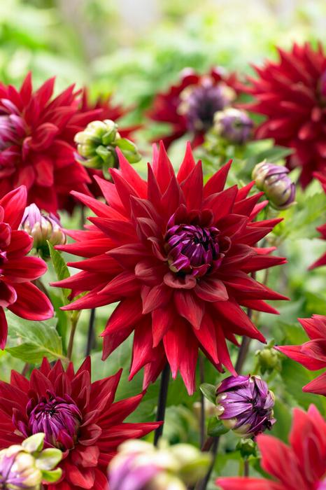 Wholesale Dahlia Cactus 'Witteman's Best' (Ships in Spring) - Dahlia | A.D.R. Bulbs