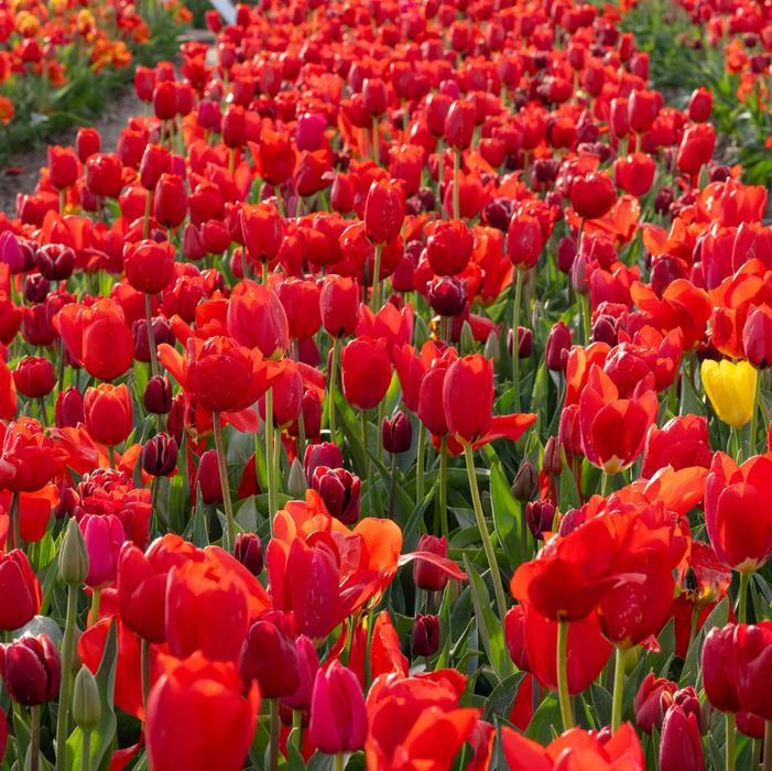 Wholesale Tulipa Long-lasting 'All Season Red Mix' - Tulip | A.D.R. Bulbs