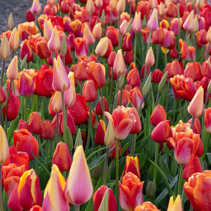 Wholesale Tulipa Long-lasting 'All Season Orange Mix' - Tulip | A.D.R. Bulbs