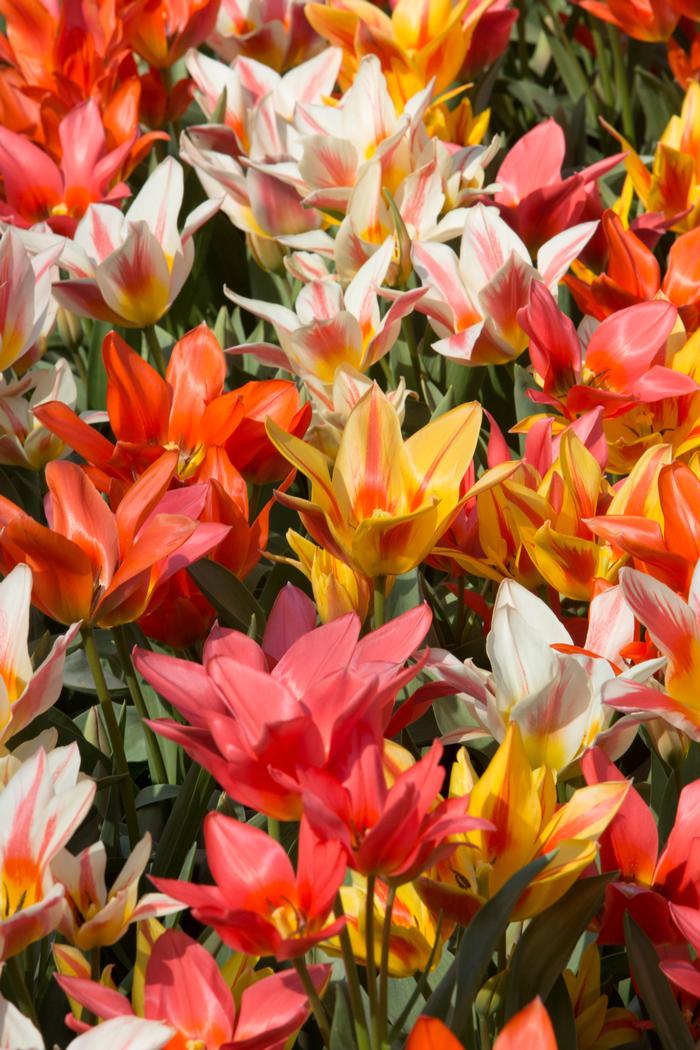 Wholesale Tulipa Greigii 'Canada Pride Mix' - Tulip | A.D.R. Bulbs