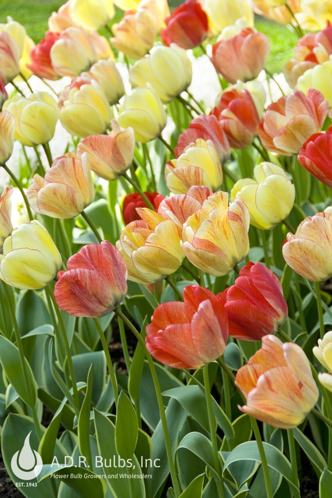 Tulipa darwin hybrid 'Silverstream' Tulip from ADR Bulbs