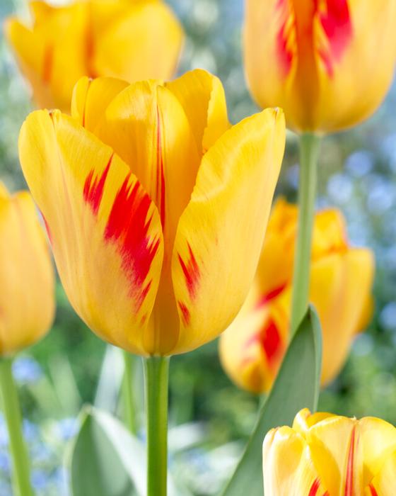 Wholesale Tulipa Darwin Hybrid 'Olympic Flame' - Tulip | A.D.R. Bulbs
